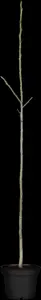 Juglans regia 'Komeet' - 30-40 CM C6 WHIP - image 4