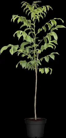 Juglans regia 'Red Phantom' - 60-80 CM C6 WHIP - image 2