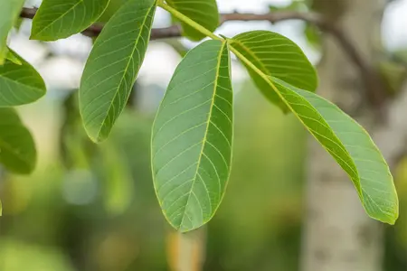 Juglans regia 'Rita' - 175-200 CM 45 L - image 4
