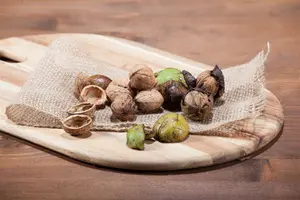 Juglans regia 'Roter Moselwalnuss'