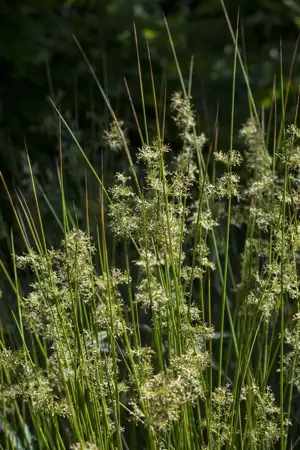Juncus effusus - P9 - image 2