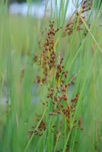 Juncus effusus
