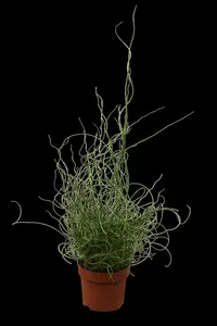 Juncus effusus 'Spiralis' - 17 cm aquatic basket - image 1