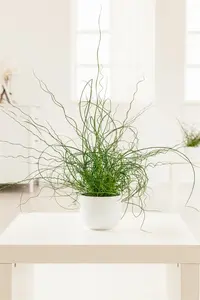 Juncus effusus 'Spiralis' - 17 cm aquatic basket - image 5