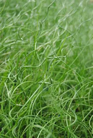 Juncus effusus 'Spiralis' - 1.5 Ltr pot - image 3