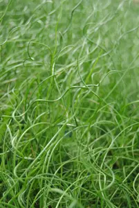 Juncus effusus 'Spiralis' - 1.5 Ltr pot - image 3