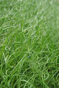 Juncus effusus 'Spiralis' - 17 cm aquatic basket - image 3