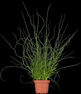 Juncus effusus 'Spiralis' - 1.5 Ltr pot - image 2