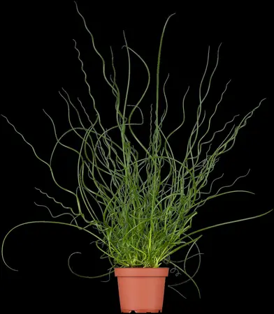 Juncus effusus 'Spiralis' - 17 cm aquatic basket - image 2