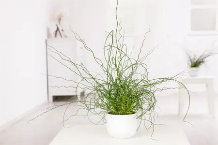 Juncus effusus 'Spiralis' - 1.5 Ltr pot - image 4