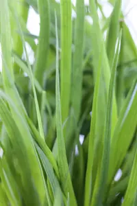 Juncus ensifolius - 17 cm aquatic basket - image 2