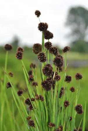Juncus ensifolius - P9 - image 1