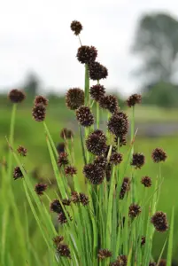 Juncus ensifolius