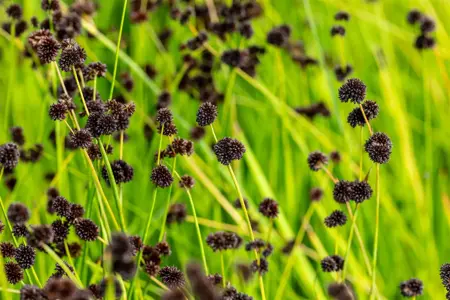 Juncus ensifolius - P9 - image 3