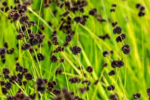 Juncus ensifolius - P9 - image 3