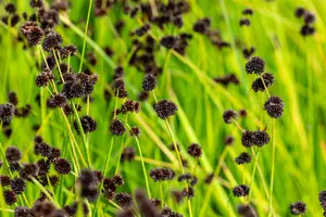 Juncus ensifolius - 17 cm aquatic basket - image 3