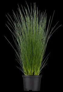 Juncus inflexus