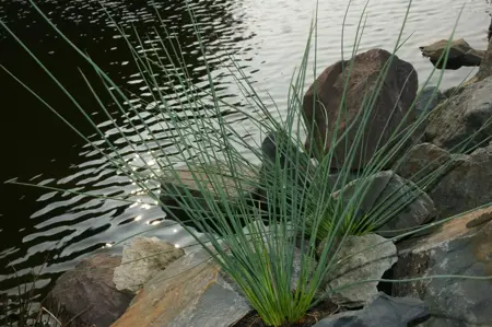 Juncus inflexus - P9 - image 2