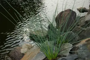 Juncus inflexus - P9 - image 2
