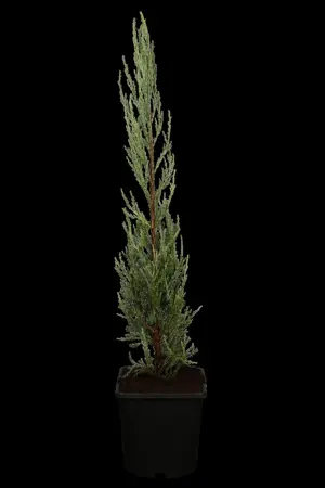 JUNIPER BLUE ARROW 15L 125-150 - image 1