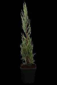 JUNIPER BLUE ARROW