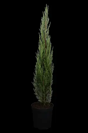 JUNIPER BLUE ARROW 15L 125-150 - image 2