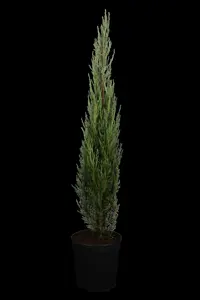JUNIPER BLUE ARROW 15L 125-150 - image 2