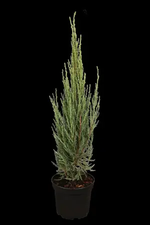 JUNIPER BLUE ARROW 15L 125-150 - image 3