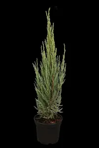 JUNIPER BLUE ARROW 15L 125-150 - image 3