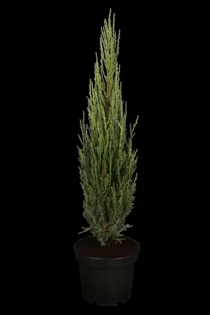 JUNIPER BLUE ARROW 15L 125-150 - image 4