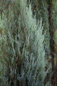 JUNIPER BLUE ARROW 15L 125-150 - image 5