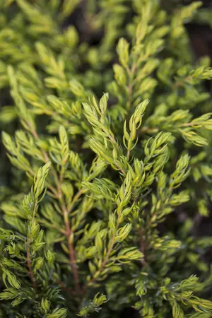 JUNIPER c GOLDSCHATZ 3L - image 4