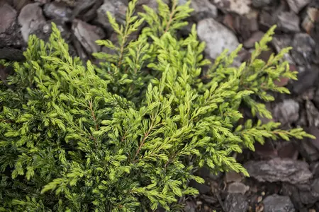 JUNIPER c GOLDSCHATZ 3L - image 5