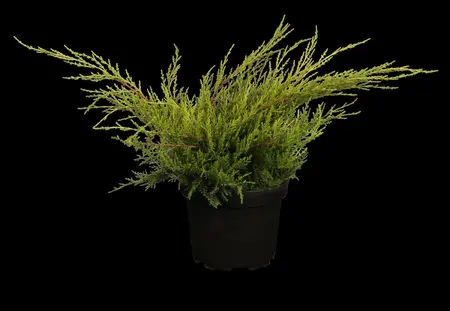 JUNIPER m OLD GOLD  4.5L - image 3