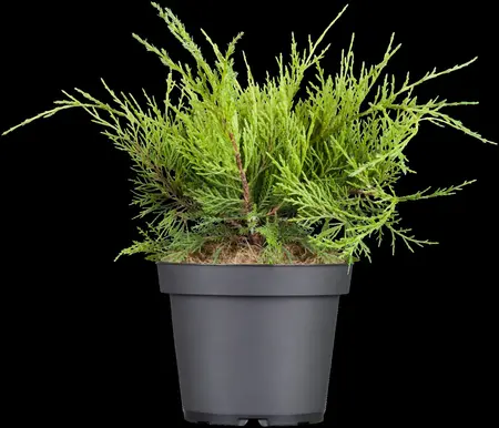 JUNIPER m OLD GOLD  4.5L - image 4