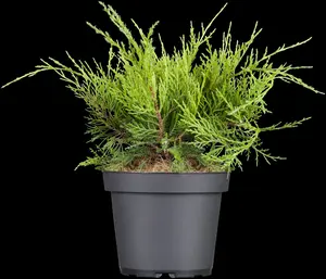 JUNIPER m OLD GOLD  4.5L - image 4