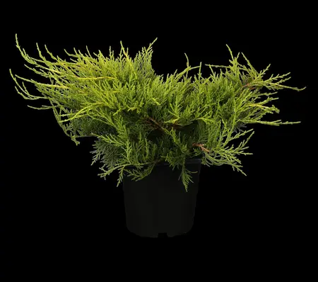 JUNIPER m OLD GOLD  4.5L - image 2