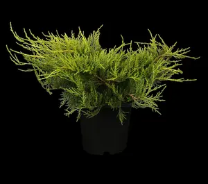 JUNIPER m OLD GOLD  4.5L - image 2