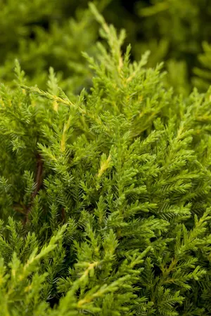 JUNIPER x GOLDKISSEN 3L - image 3