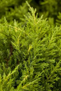 JUNIPER x GOLDKISSEN 3L - image 3