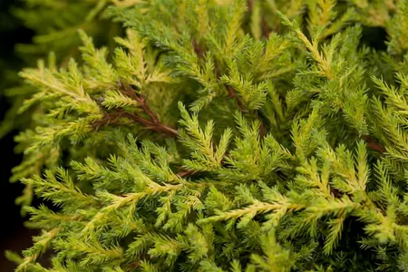 JUNIPER x GOLDKISSEN 3L - image 1