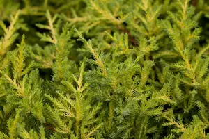 JUNIPER x GOLDKISSEN 3L - image 2