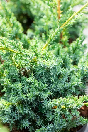 Juniperus chin. 'Blue Alps' - 1.5 Ltr pot - image 5