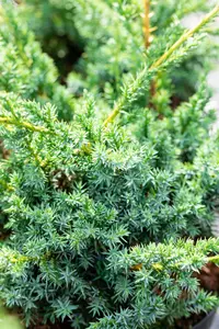 Juniperus chin. 'Blue Alps' - 1.5 Ltr pot - image 5