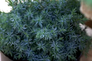 Juniperus chin. 'Blue Alps' - 2 Ltr pot - image 4