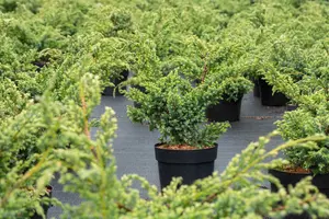 Juniperus chin. 'Blue Alps' - LINERS 18 CEL TRAY P10,5 SIZE - image 5
