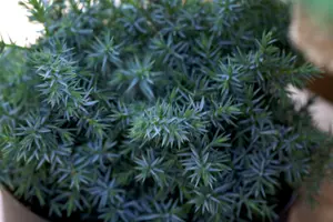 Juniperus chin. 'Blue Alps' - 20-30 CM C2 - image 5