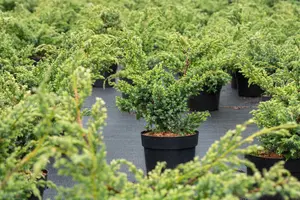 Juniperus chin. 'Blue Alps' - 20-30 CM C2 - image 2