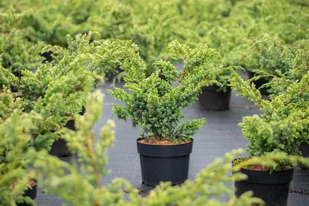 Juniperus chin. 'Blue Alps' - 1.5 Ltr pot - image 3