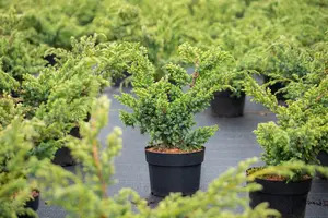 Juniperus chin. 'Blue Alps' - 30-40 CM C5 - image 3